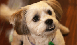 Plush Pets Stylists 15 — Pet Stylist in Rapid Crook, NT
