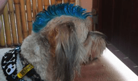 Plush Pets Stylists 16 — Pet Stylist in Rapid Crook, NT