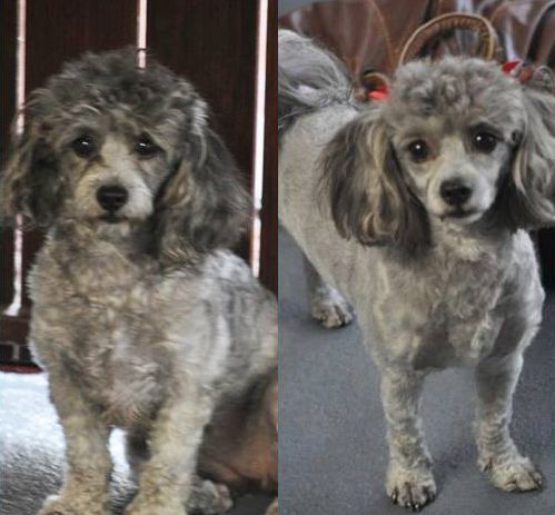Before and After — Pet Stylist in Rapid Crook, NT