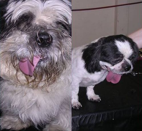 Before and After Dog Grooming — Pet Stylist in Rapid Crook, NT