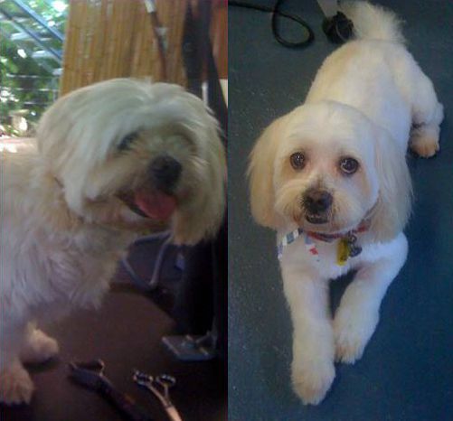 Before and After Grooming — Pet Stylist in Rapid Crook, NT