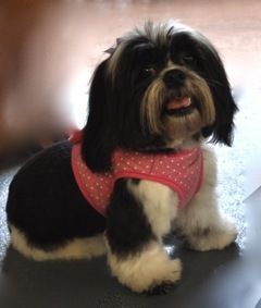 Black Shih Tzu — Pet Stylist in Rapid Crook, NT