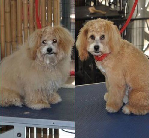 Brownd Dog — Pet Stylist in Rapid Crook, NT