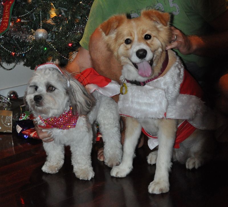 Christmas Dog Fashion — Pet Stylist in Rapid Crook, NT