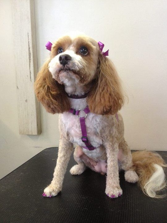 Cocker Spaniel — Pet Stylist in Rapid Crook, NT