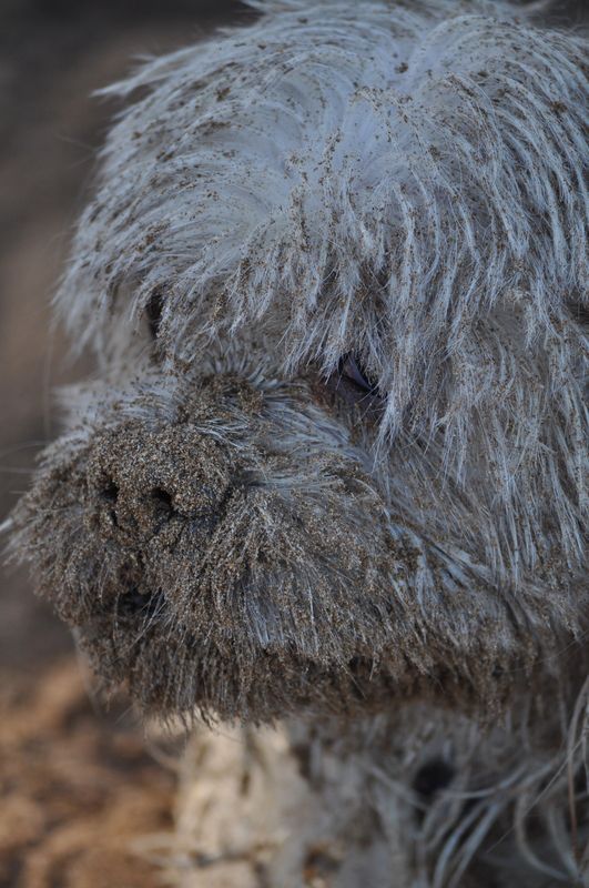 Dirty Dog — Pet Stylist in Rapid Crook, NT