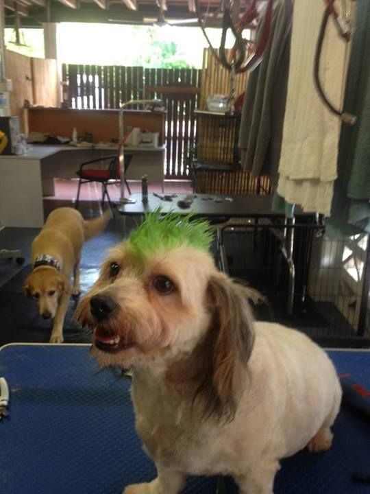 Dog Green Mohawk — Pet Stylist in Rapid Crook, NT