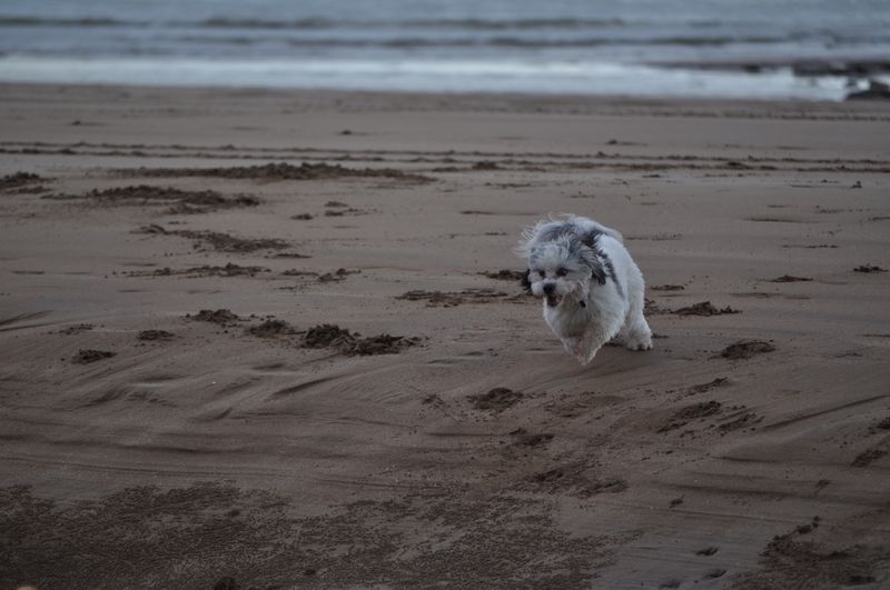 Dog Running on the Beach — Pet Stylist in Rapid Crook, NT