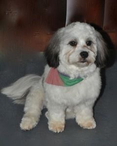 Dog Styling — Pet Stylist in Rapid Crook, NT