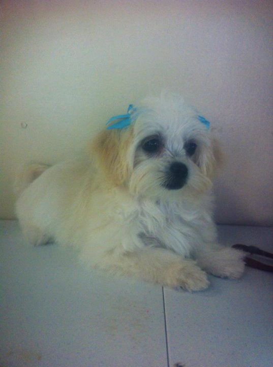 Dog with Blue Ribbons — Pet Stylist in Rapid Crook, NT