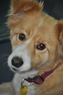 Dog with Red Collar — Pet Stylist in Rapid Crook, NT