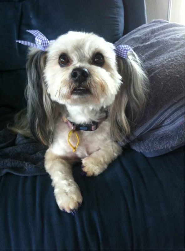 Dog with Ribbons — Pet Stylist in Rapid Crook, NT