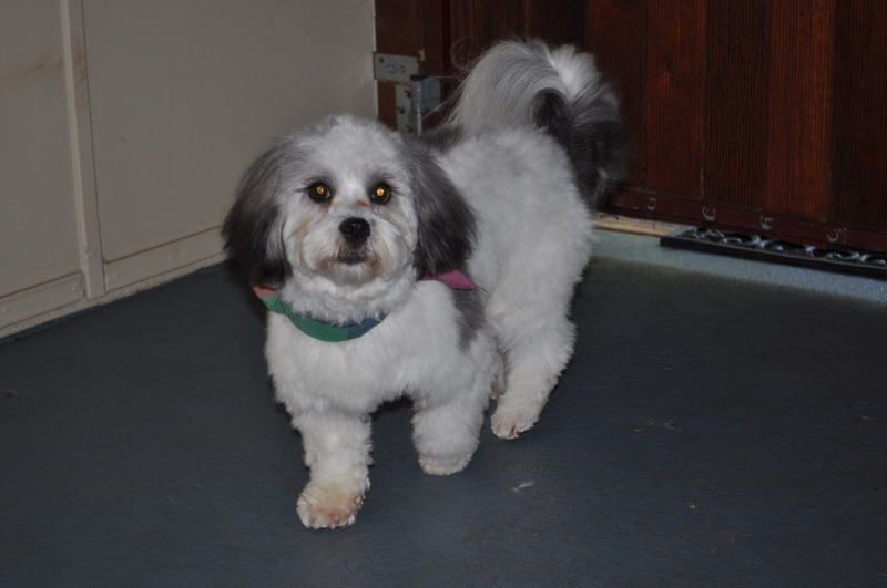 Groomed Dog — Pet Stylist in Rapid Crook, NT