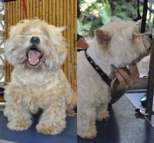Grooming Before and After — Pet Stylist in Rapid Crook, NT