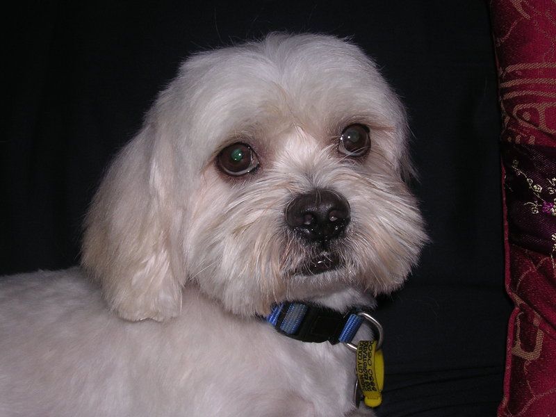 Long Coat Dog — Pet Stylist in Rapid Crook, NT