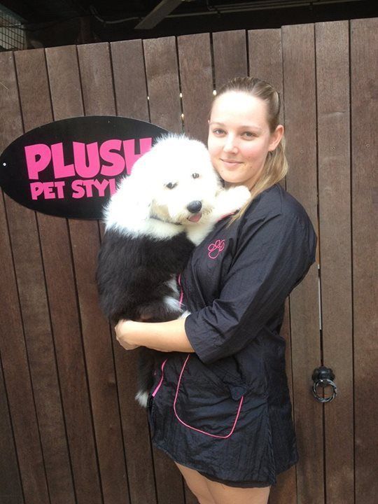 Maltese Styling — Pet Stylist in Rapid Crook, NT