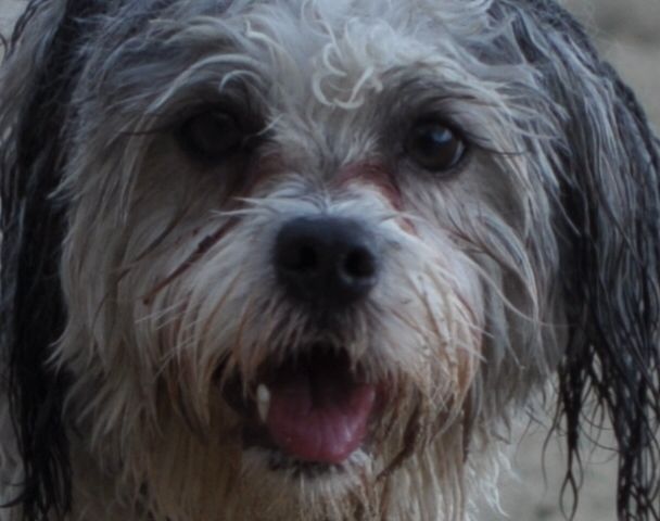 Messy Dog — Pet Stylist in Rapid Crook, NT