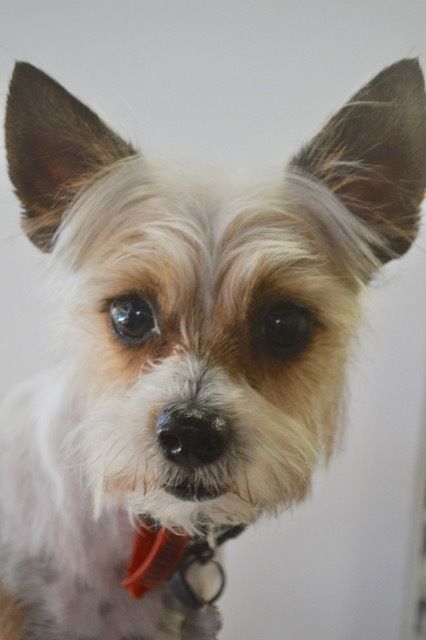 Mini Schnauzer — Pet Stylist in Rapid Crook, NT