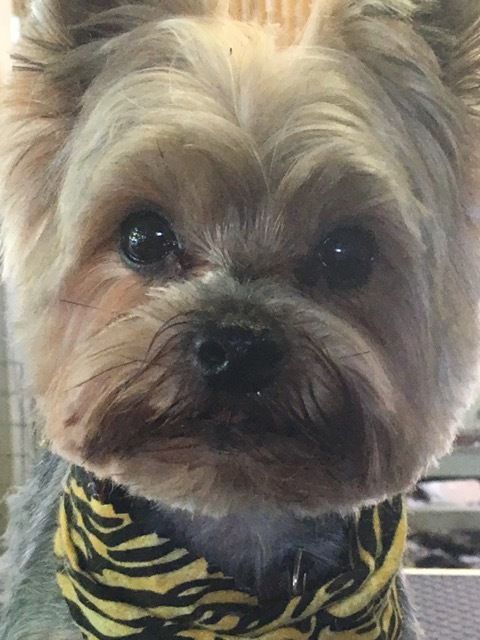 Mini Yorkshire Terrier — Pet Stylist in Rapid Crook, NT