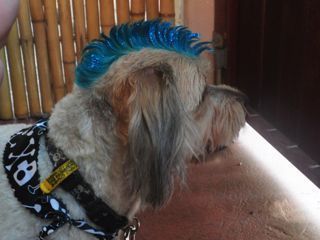 Mohawk — Pet Stylist in Rapid Crook, NT