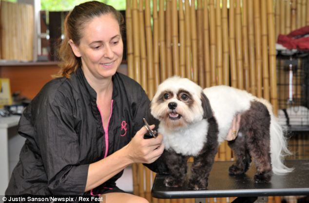 Panda Styling — Pet Stylist in Rapid Crook, NT