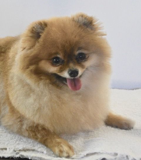 Pomeranian — Pet Stylist in Rapid Crook, NT
