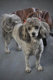 Poodle — Pet Stylist in Rapid Crook, NT