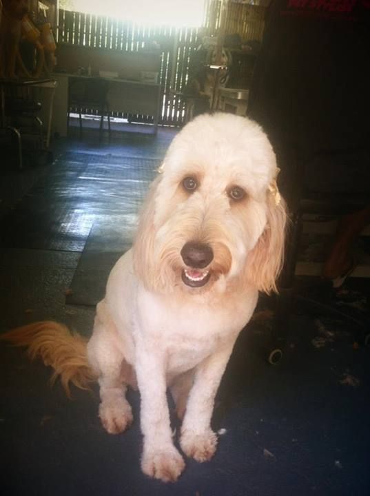 Schnauzer — Pet Stylist in Rapid Crook, NT