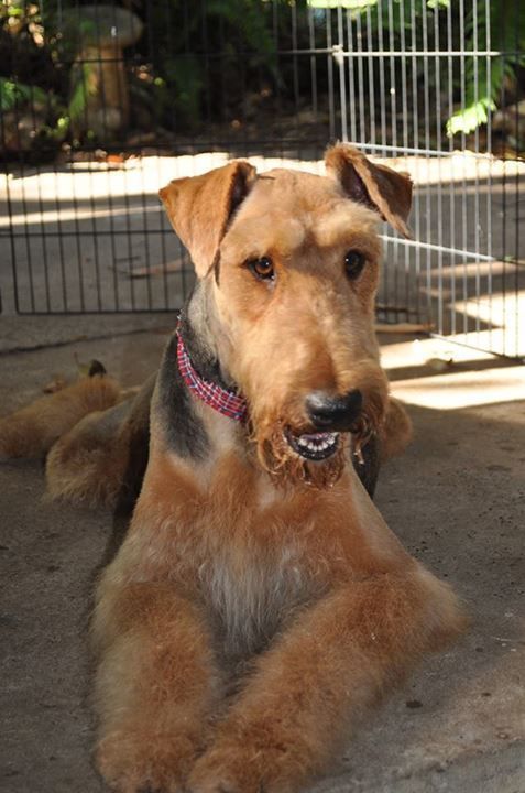 Schnauzer Dog — Pet Stylist in Rapid Crook, NT