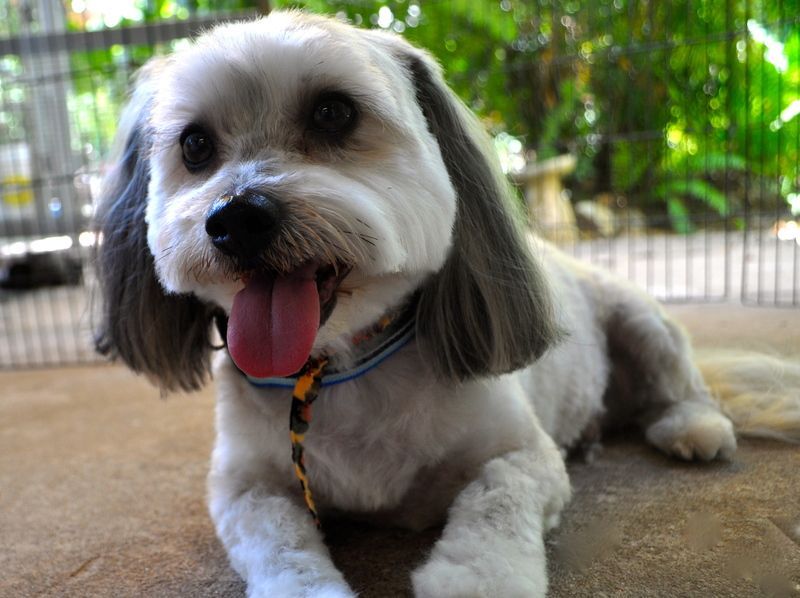 Shih Tzu Smiling — Pet Stylist in Rapid Crook, NT