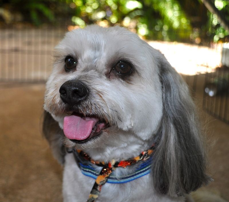 Shih Tzu with Tongue Out — Pet Stylist in Rapid Crook, NT