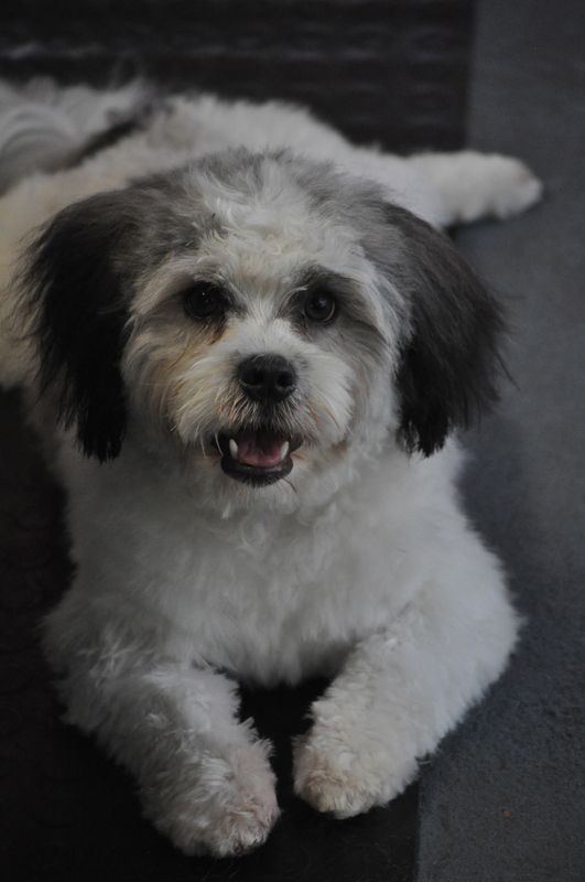 Shih Tzu Sitting — Pet Stylist in Rapid Crook, NT