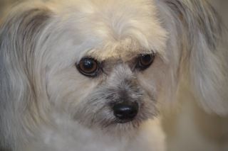 Small Dog Breed— Pet Stylist in Rapid Crook, NT