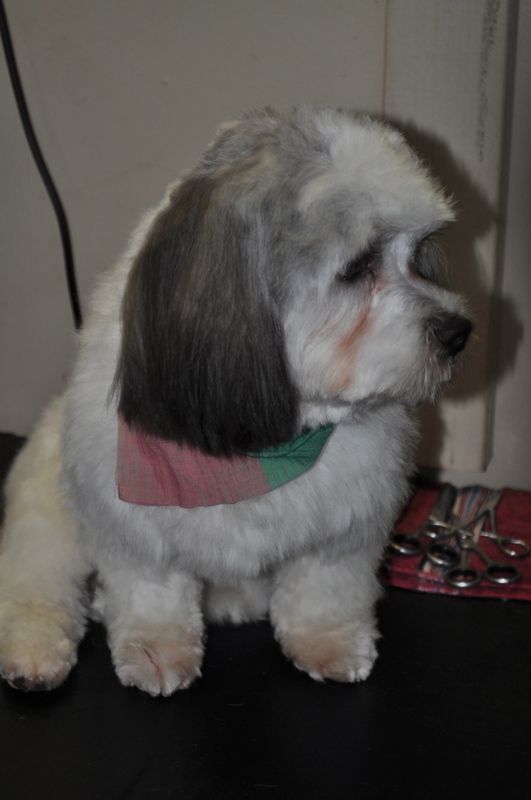 Small Shih Tzu — Pet Stylist in Rapid Crook, NT