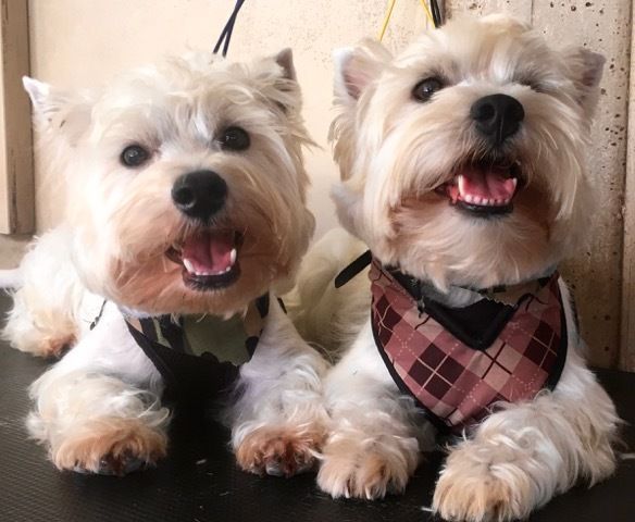 West Highland Terrier — Pet Stylist in Rapid Crook, NT