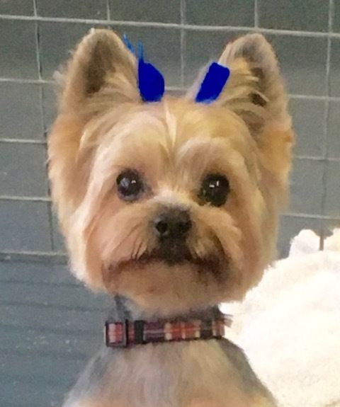 Yorkshire Terrier — Pet Stylist in Rapid Crook, NT
