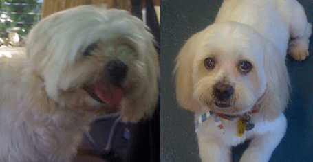 Before and After Grooming — Pet Portraiture in Rapid Crook, NT