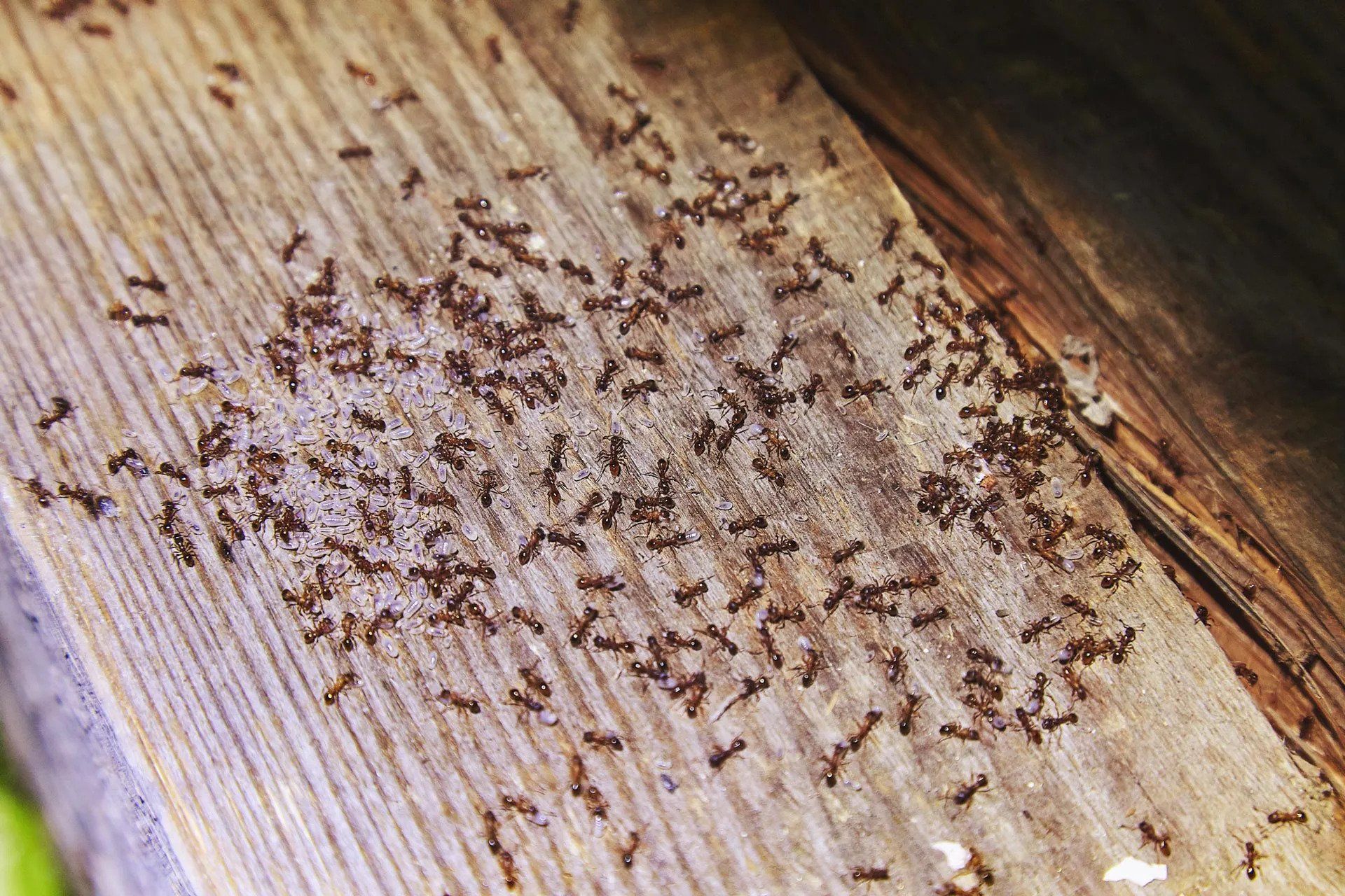 Ants causing structural damage