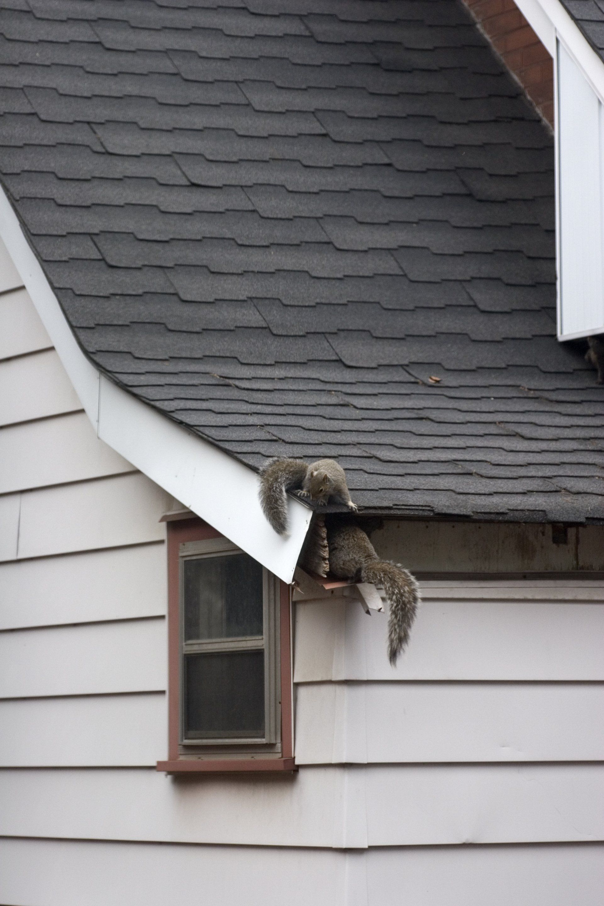 Wildlife Removal Services in New York