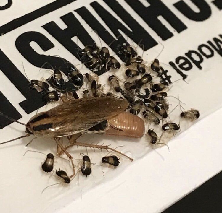 Home Cockroaches Removal in New York