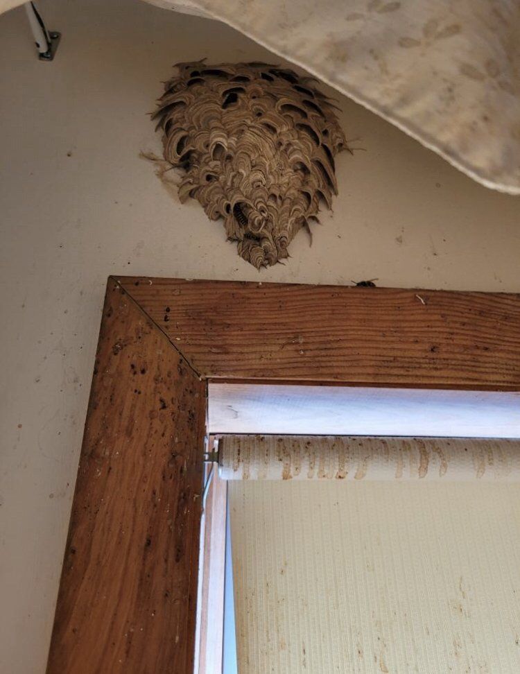Behind Curtains Bees Nest