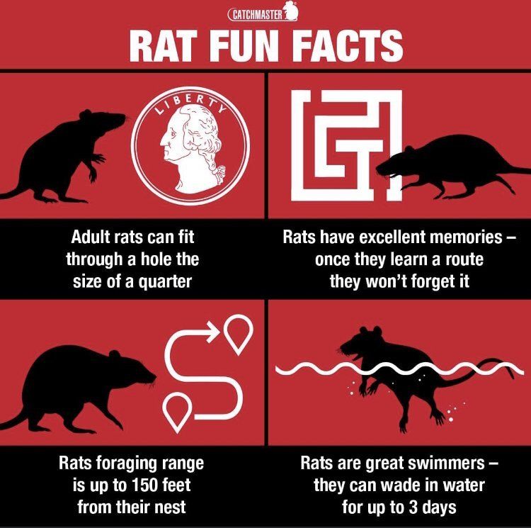 Catchmaster Rat Fun Facts