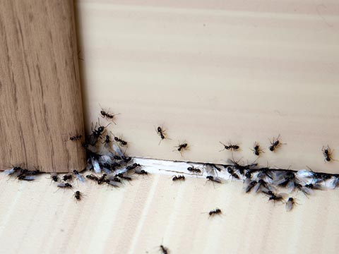 Ants Removal Services in New York