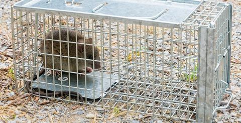 Rodents Removal in New York
