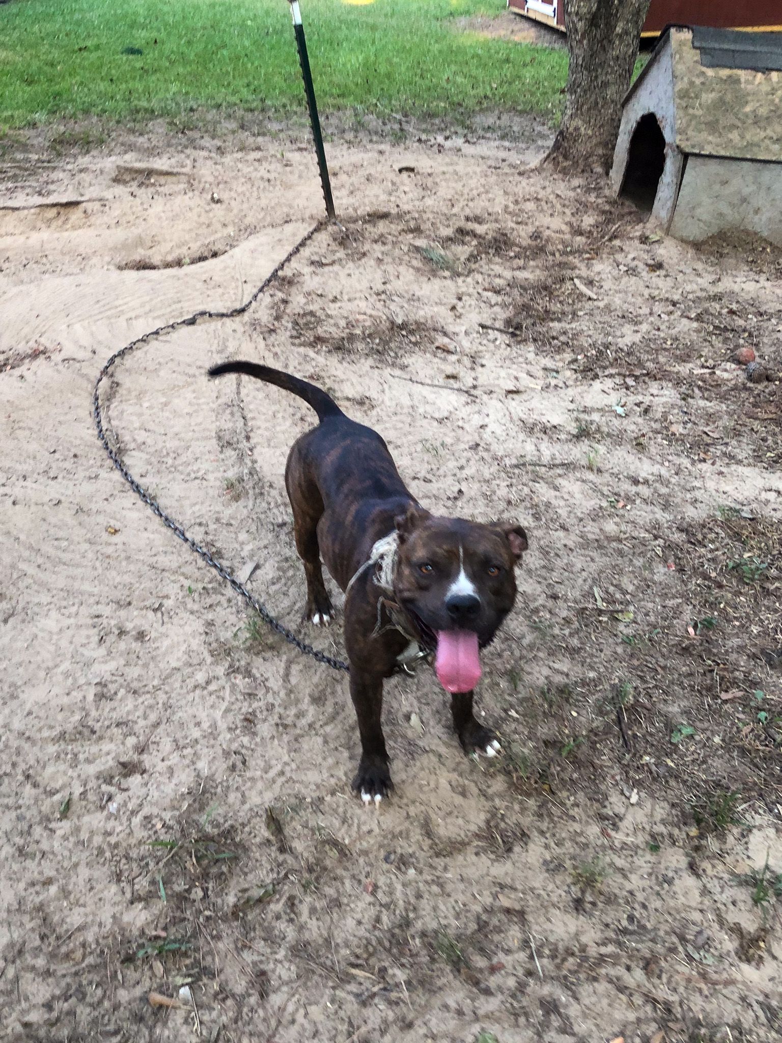 A brindle pit bull mix with a white chest and face stands outside on a leash, tongue out, near a dog house.