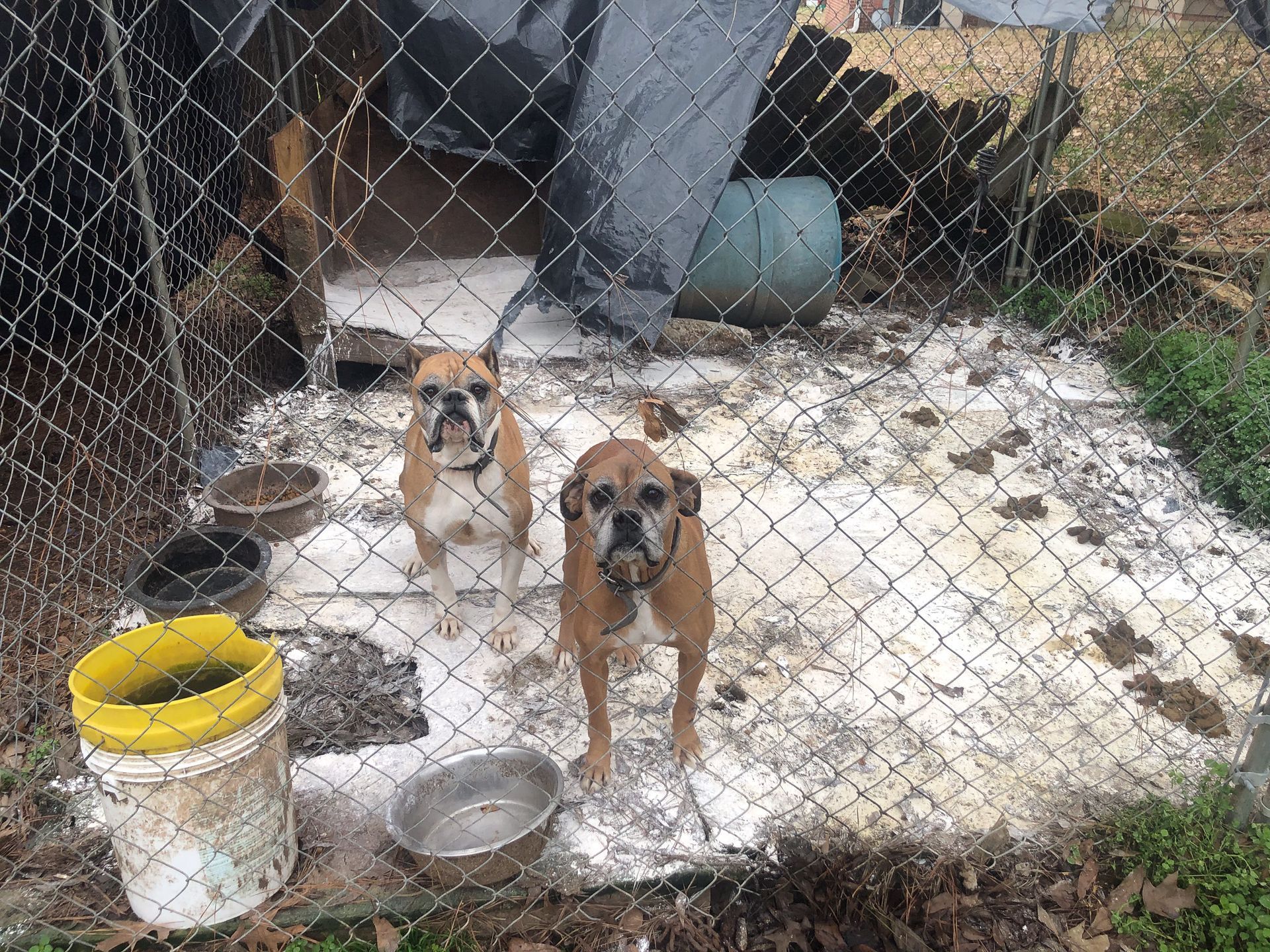Two tan, short-haired dogs stand in a chain-link enclosure with a wooden structure, food bowls, and a bucket.