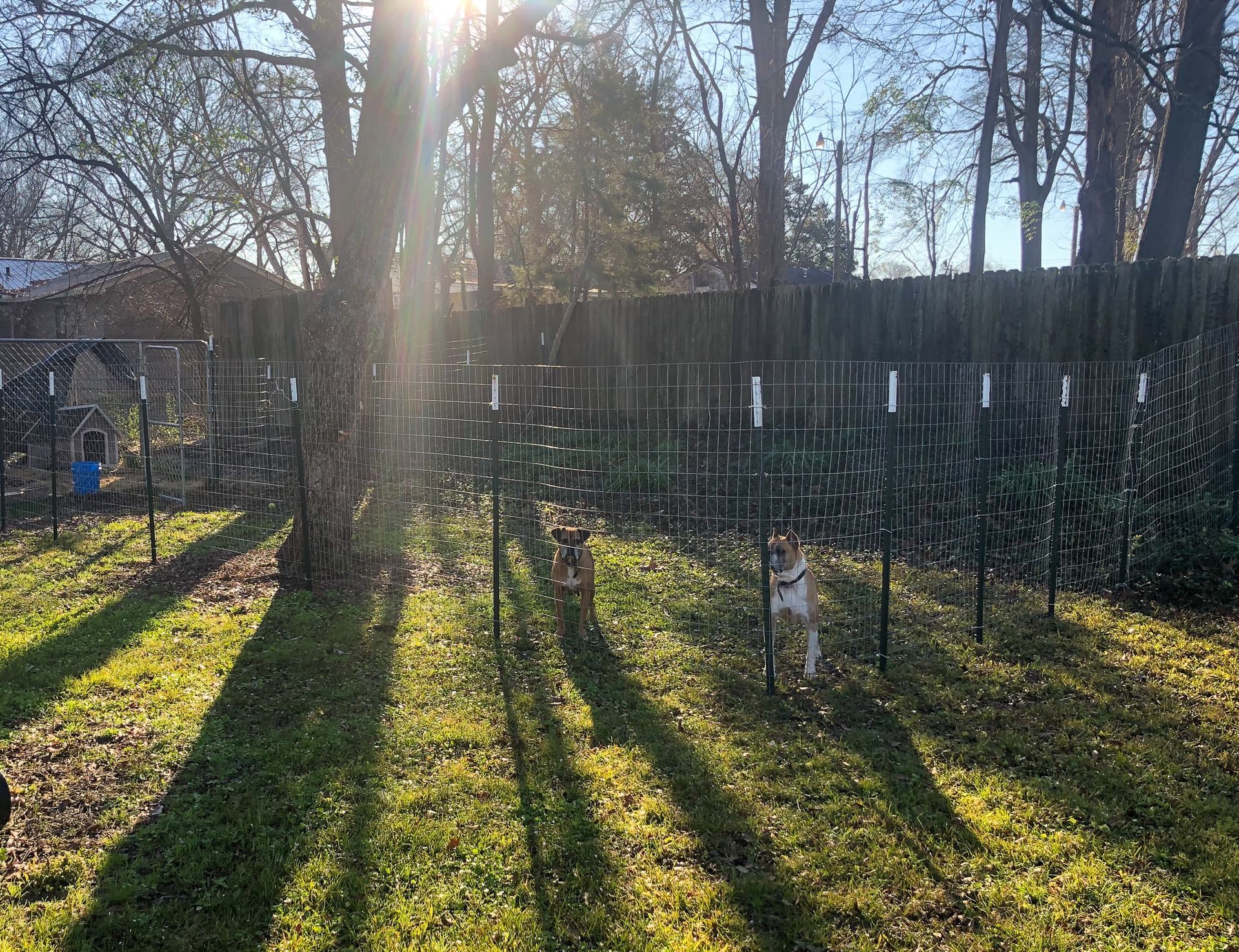 Two dogs stand in a grassy, sunlit backyard lined with vertical metal stakes in front of a wooden fence.