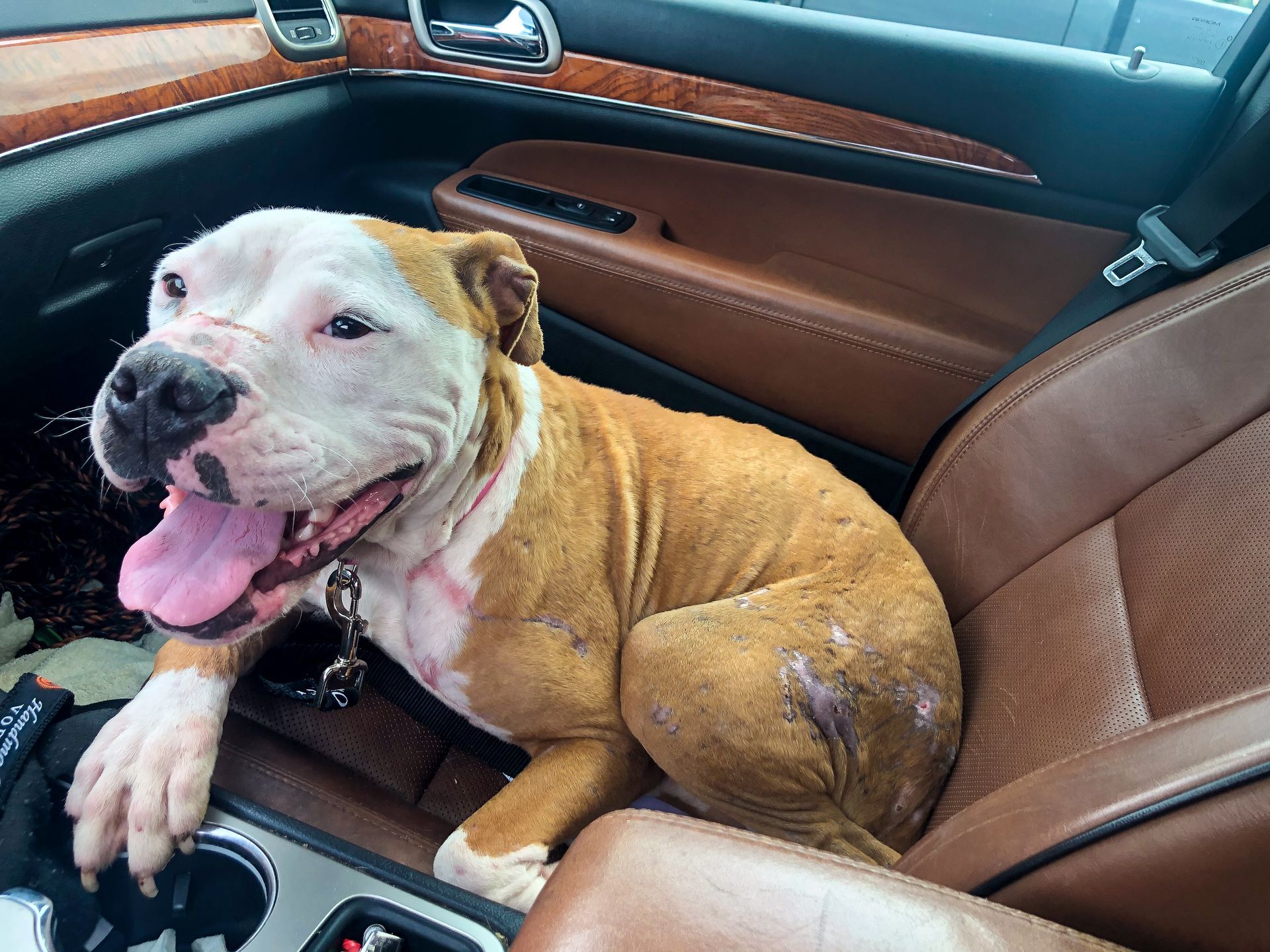 Dog in a fenced yard with a trampoline, person in the background. Green grass and trees surround.