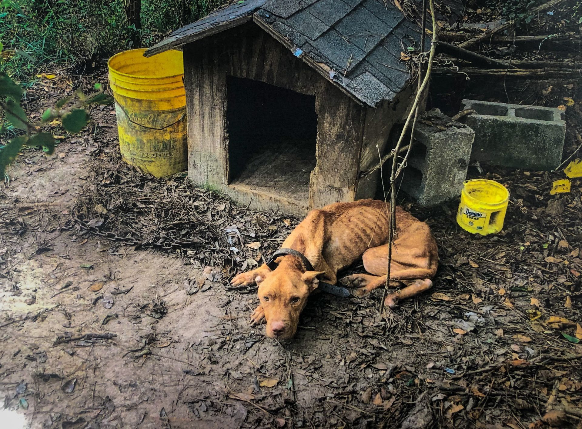 An emaciated tan dog lying on dirt outside a small wooden doghouse, near two yellow plastic buckets and cinder blocks.