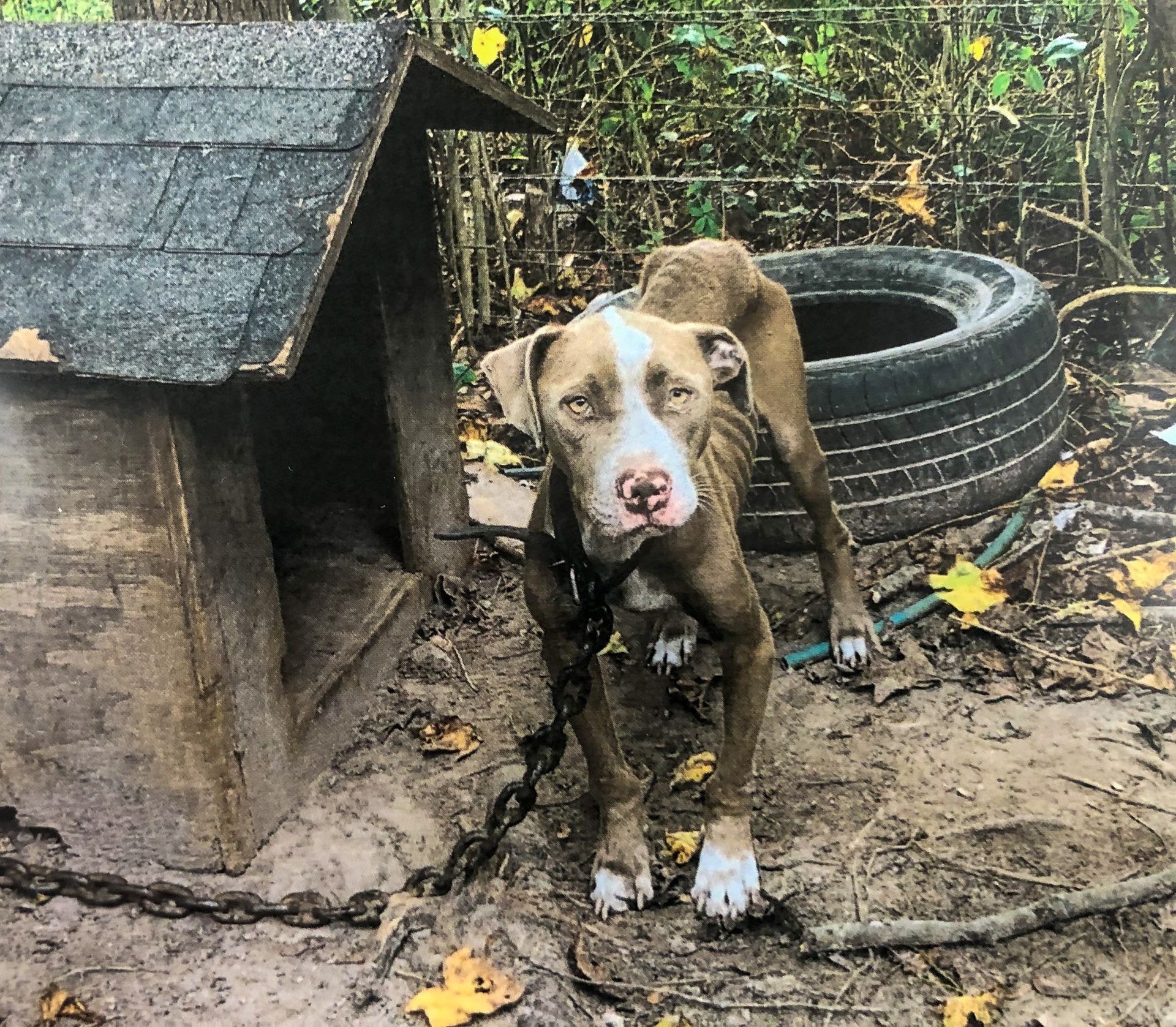 A thin, light-brown dog with white markings stands on a chain leash next to a wooden doghouse and a tire in a yard.